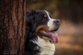 tiere024