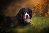 tiere025