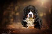 tiere026