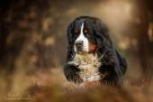 tiere027