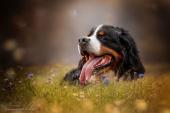 tiere028