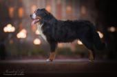 tiere029