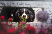 IMG7593a